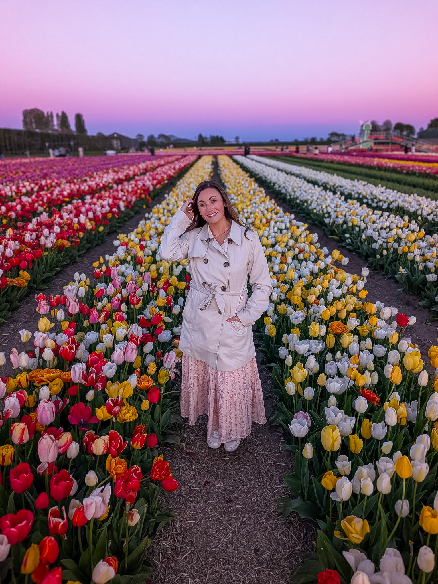Tulip Barn Netherlands tulip field at sunset in spring