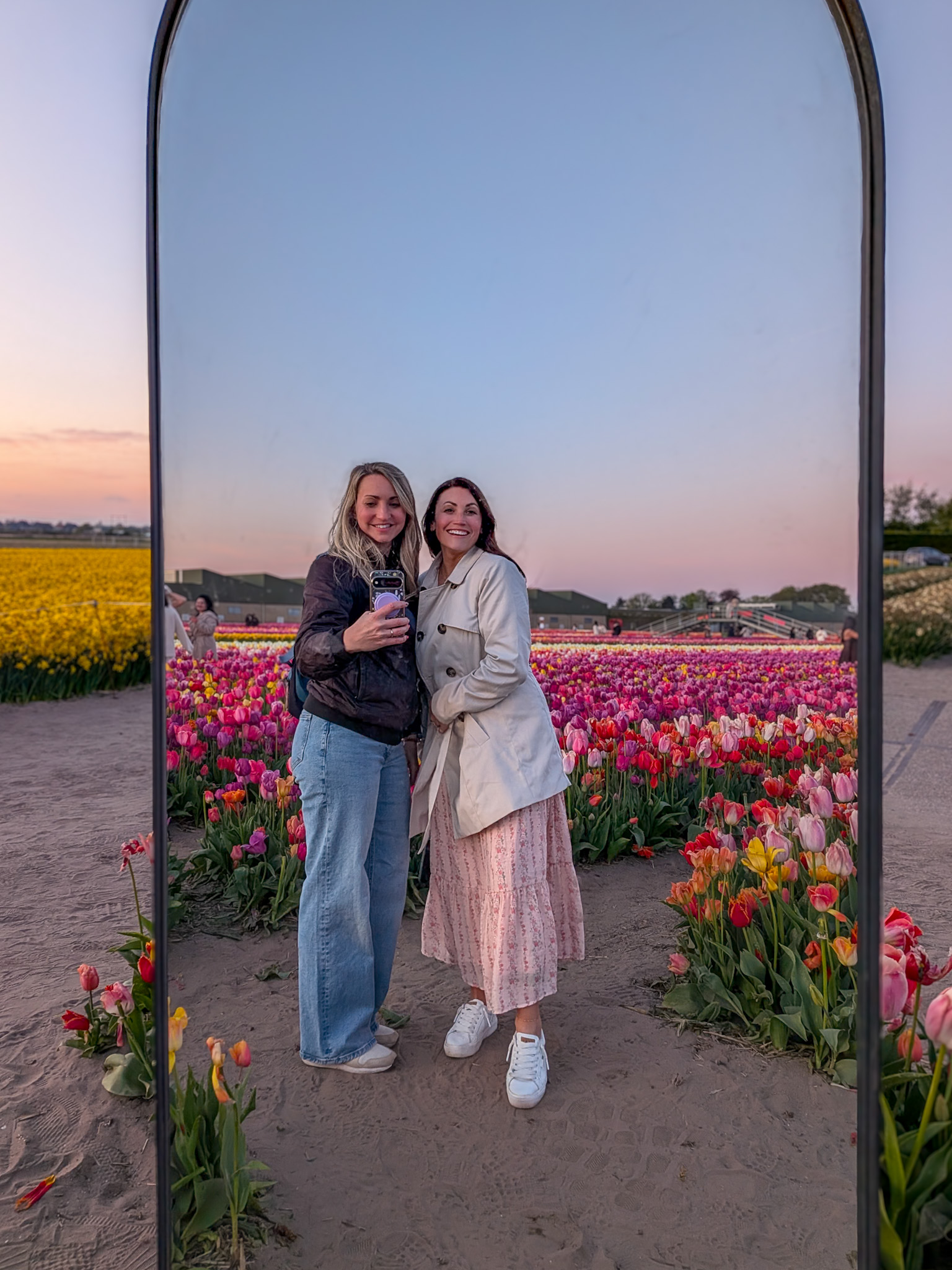 Tulip Barn Netherlands tulip field at sunset in spring