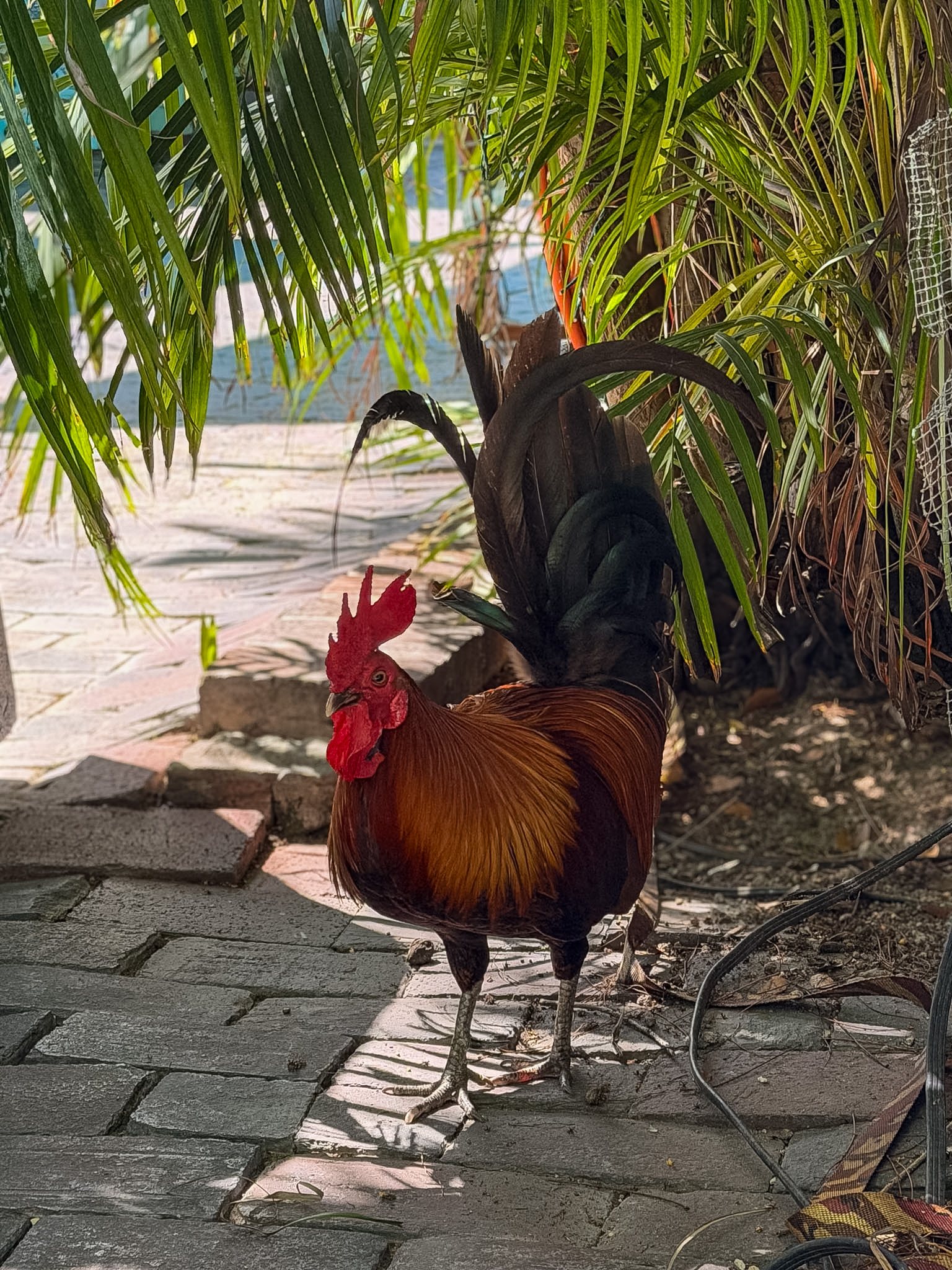 Best lunch spots in Key West roosters