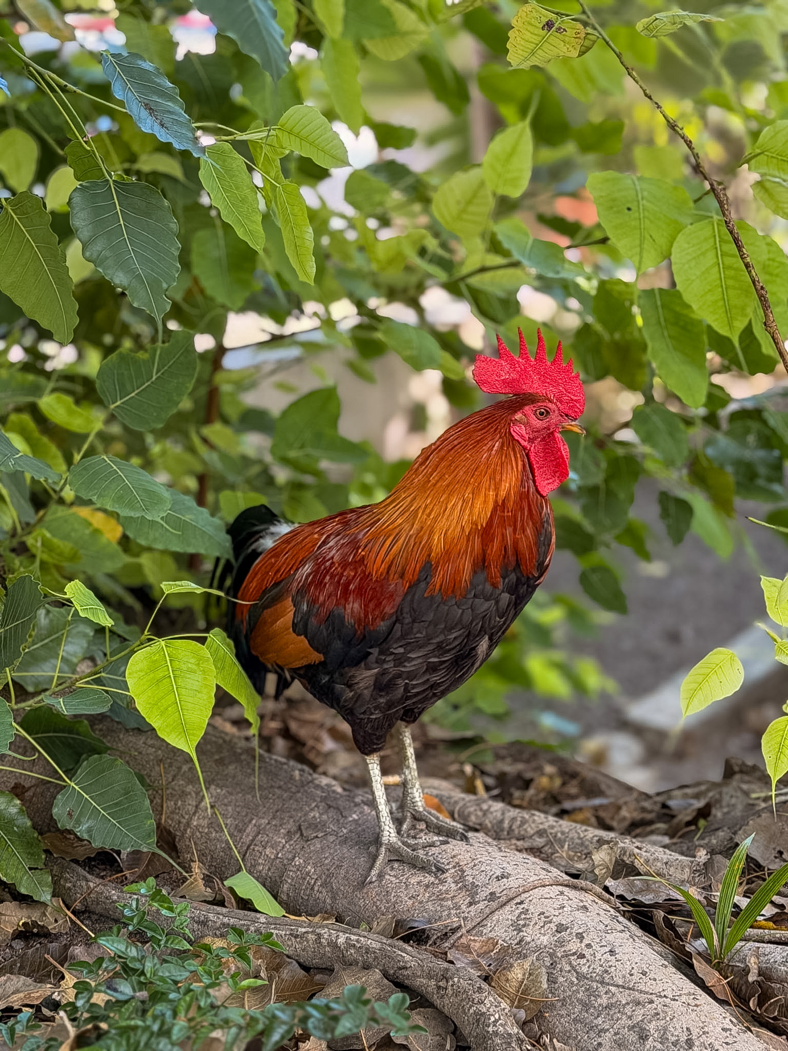 Best photo spots in Key West from Duval Street