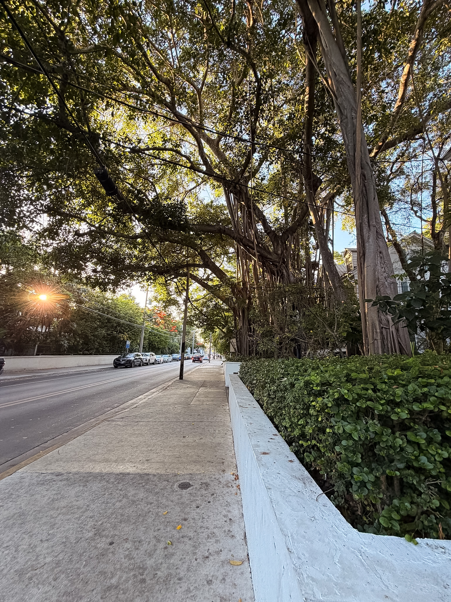 Best things to do in Key West Banyan Tree