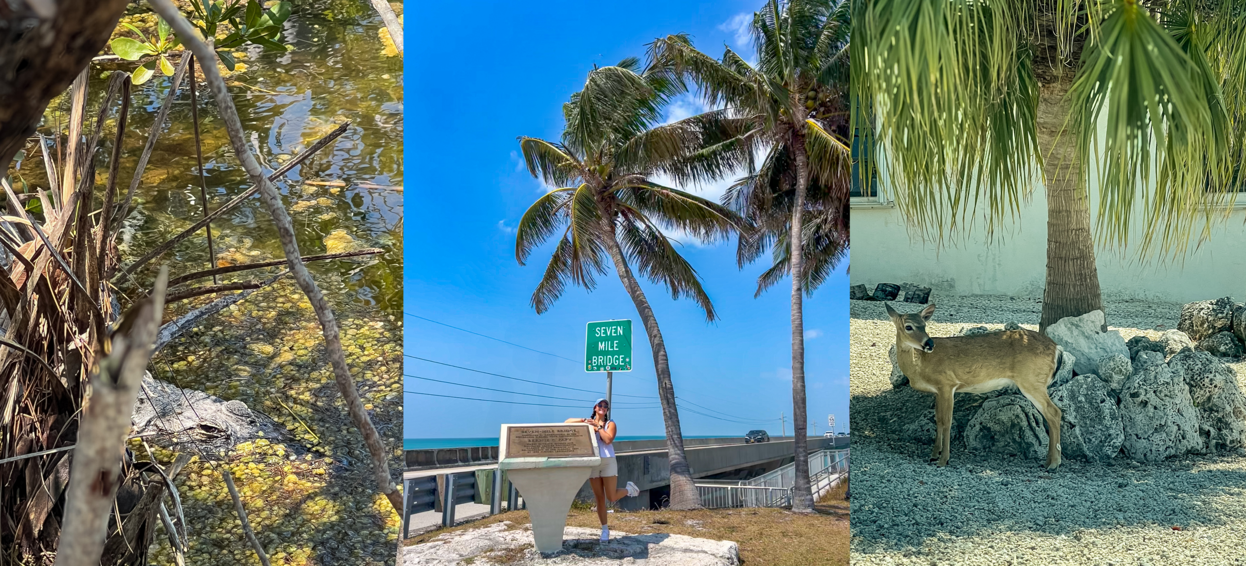Is the Florida Keys drive worth it if you want to see Key deer on Big Pine Key