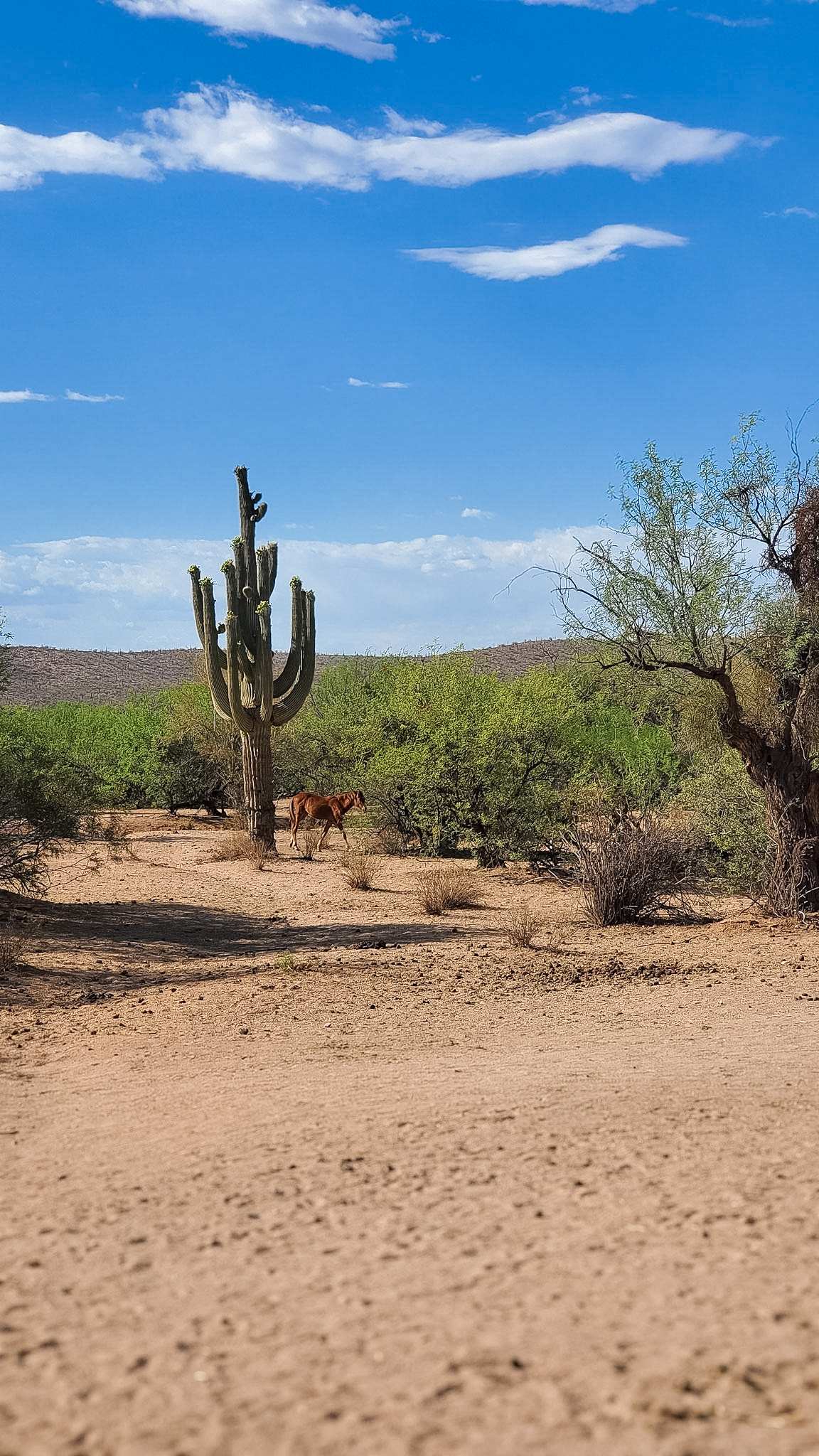 Group of Salt River wild horses near the river in Tonto National Forest