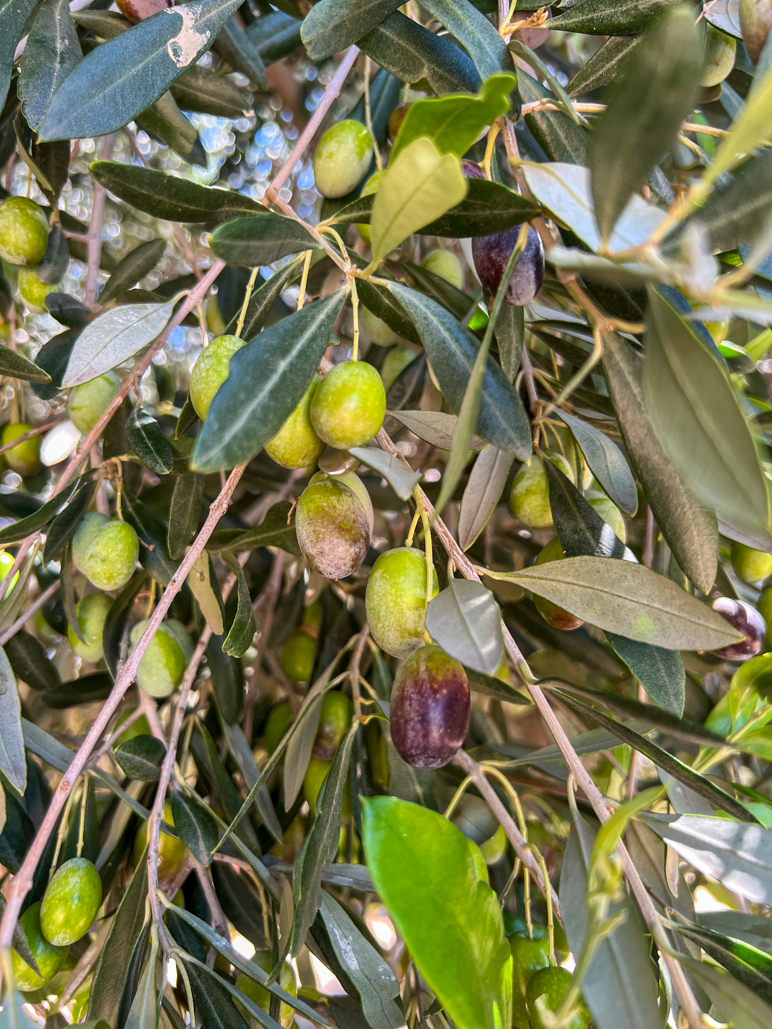 Olive groves and walking grounds at Queen Creek Olive Mill in Arizona