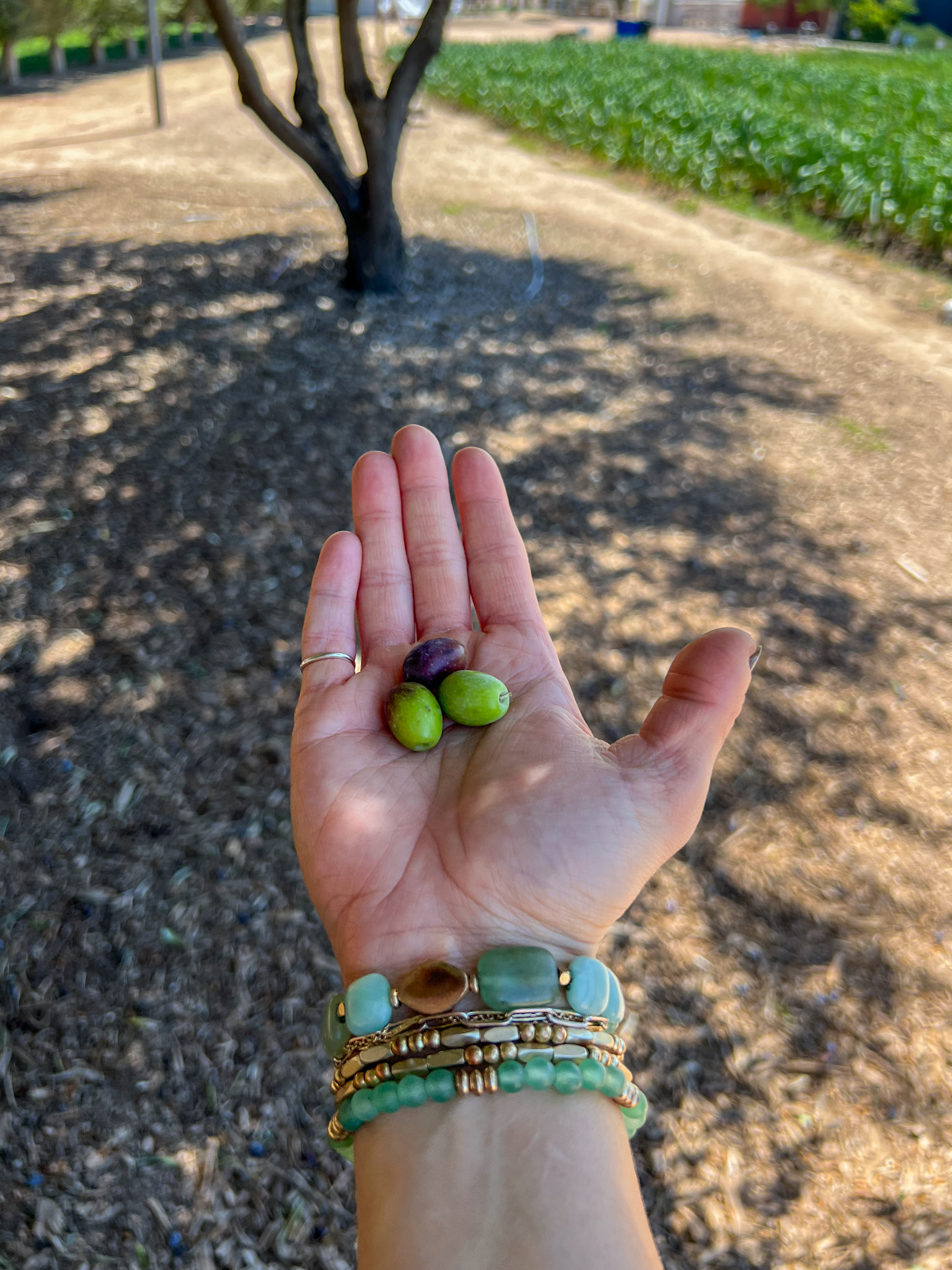 Outdoor beneath the trees at Queen Creek Olive Mill