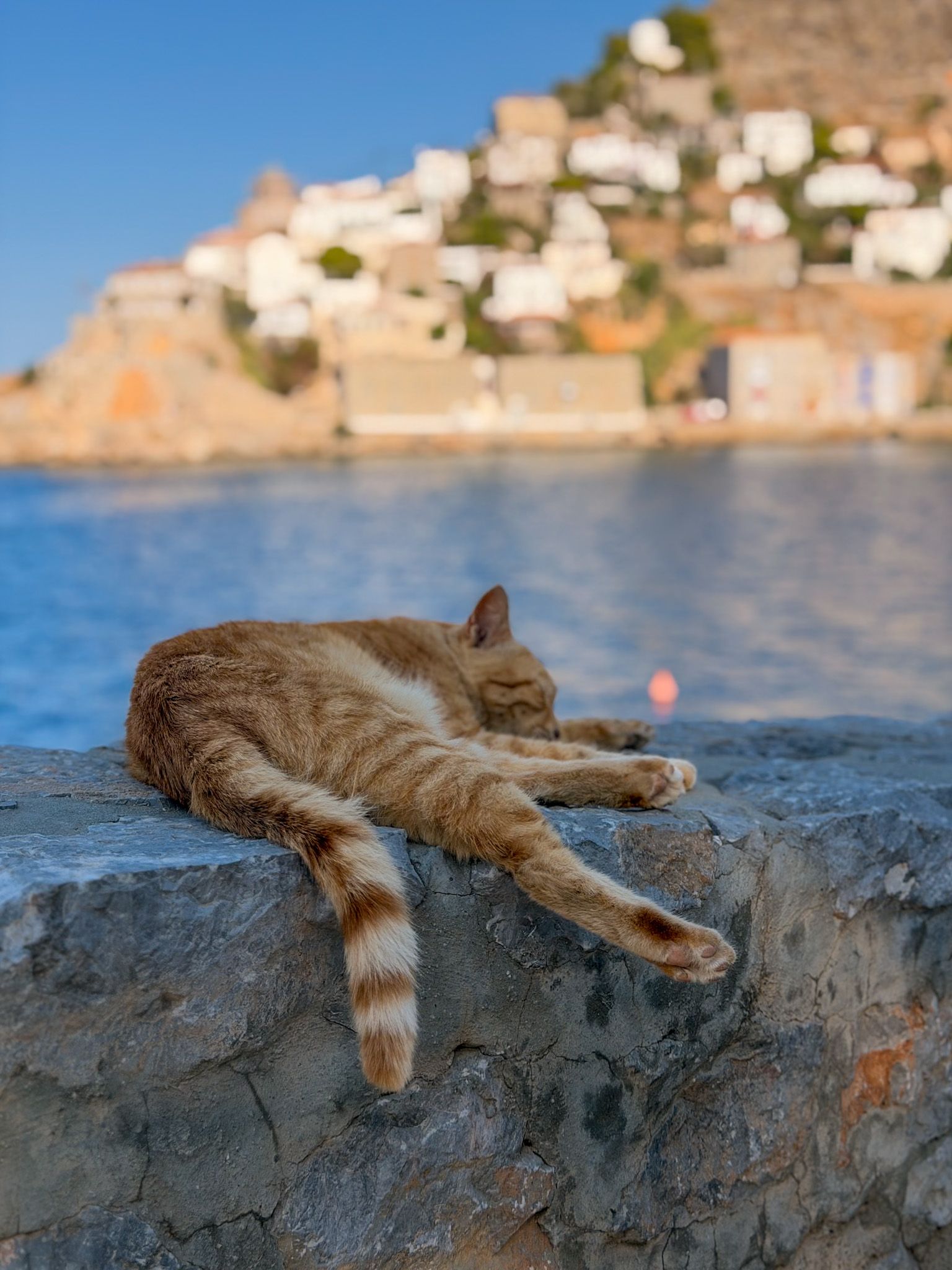 One day in Hydra Greece cats of Hydra